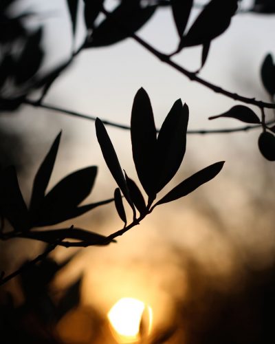 puglia-house-sunset-olive-shadow.jpg
